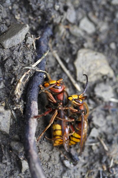 Accoppiamento di Vespa crabro
